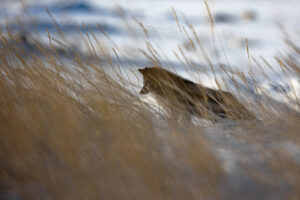 “Silver-fox” fra Canada. En rødrev krysning med nesten svart pels. (C) Svein Wiik