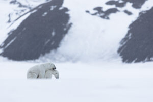 Isbjørner koser seg, Svalbard. (C) Svein Wiik
