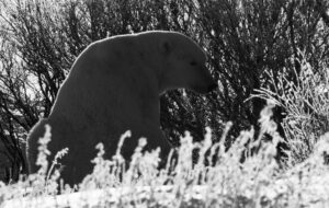 Isbjørn i buskene, Canada. (C) Svein Wiik