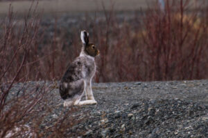 Hare (Foto: Bjørn Korsmo)