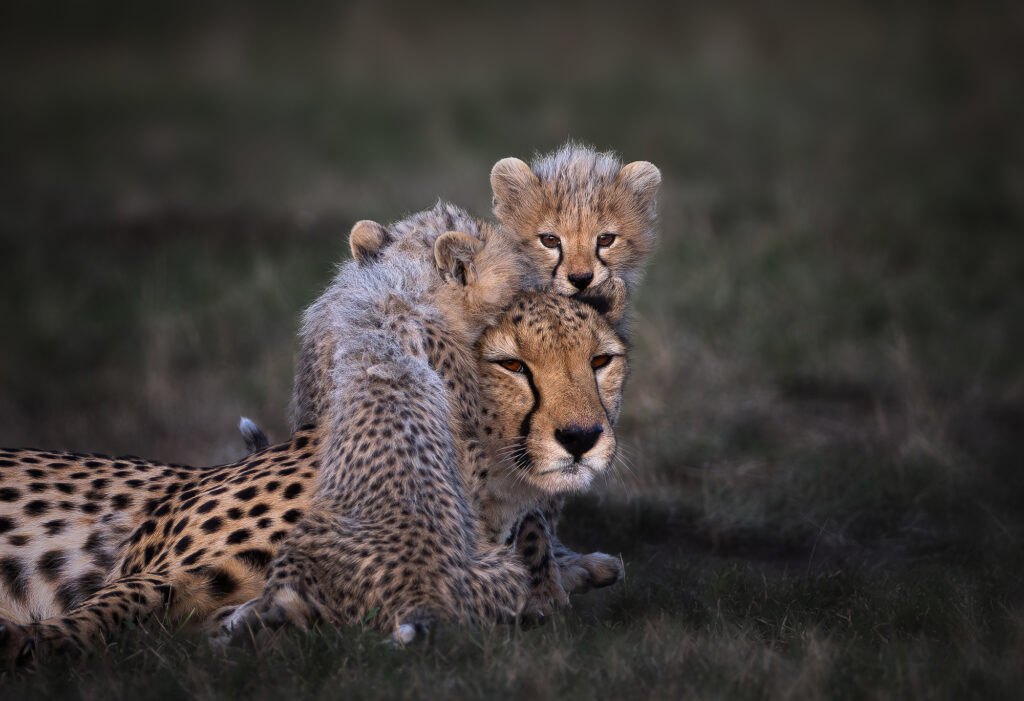 Tur til Serea safaricamp i Kenya – påmeldingsfristen er utvida!