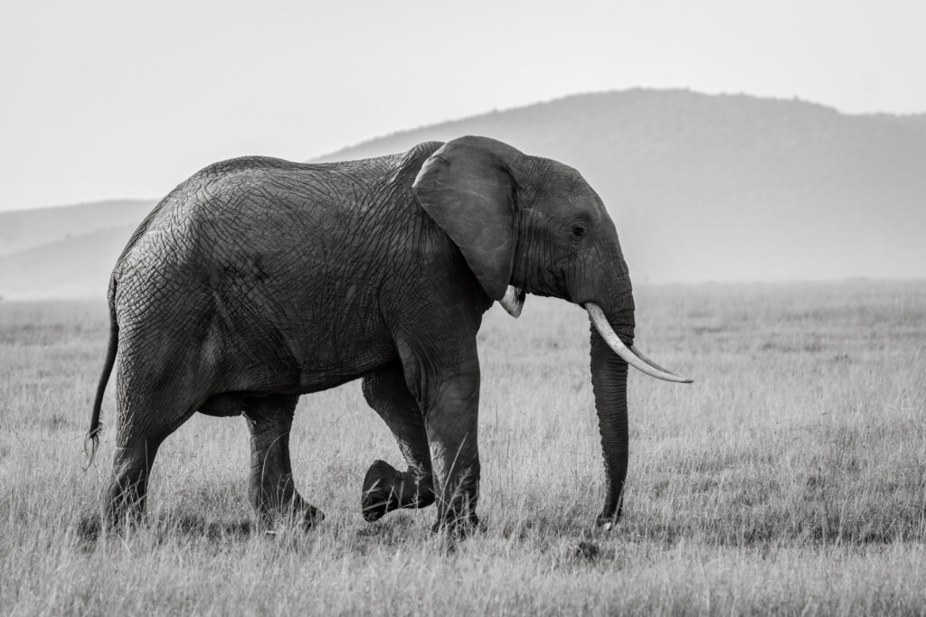 Elefant. Fotograf: Hanne Eriksen