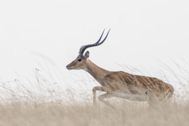 Impala. Foto: Hanne Eriksen