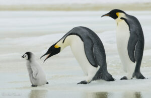 Emperor penguins, Aptenodytes forsteri, at Snow Hill Island, Weddel Sea, Antarctica 18.10.2010. To adults and one chick. It seems that they are shouting something to "their child" - because he or her doesn't behave well.