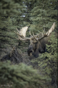 Elg i Denali national Park, Alaska. Storokser i brunst. okt.-03